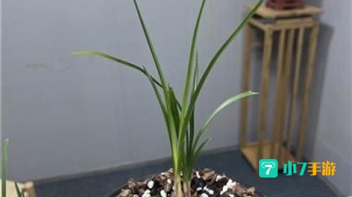 剑网三 素冠荷鼎