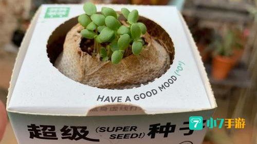 超级种子