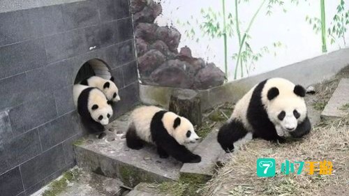 旅行熊猫