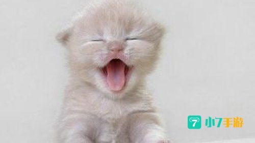 谁可以给我新版猫咪的地址